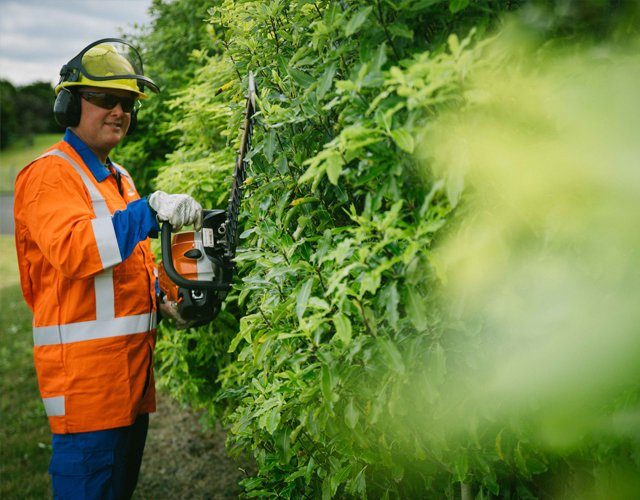 All you need to know about hedge trimming