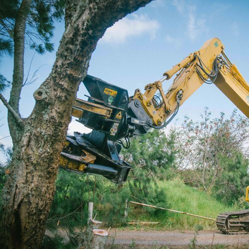 Tree removal