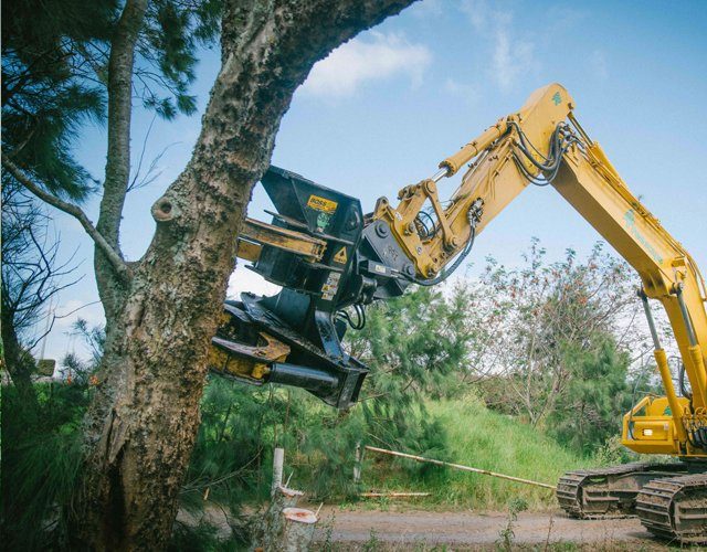 Tree Trimming Christchurch