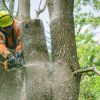 Powerline clearing Treescape