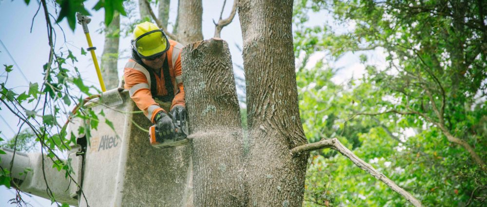 Powerline clearing Treescape