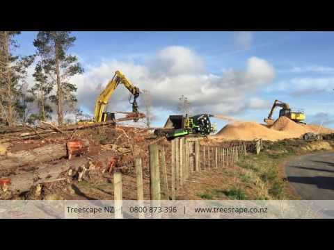 Pine Forest Conversion