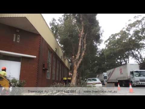 SYDNEY ARBORIST TREE REMOVAL