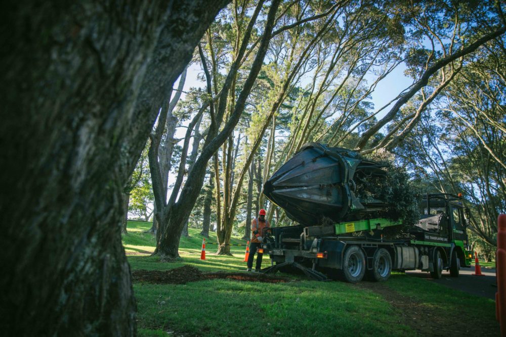 tree caring