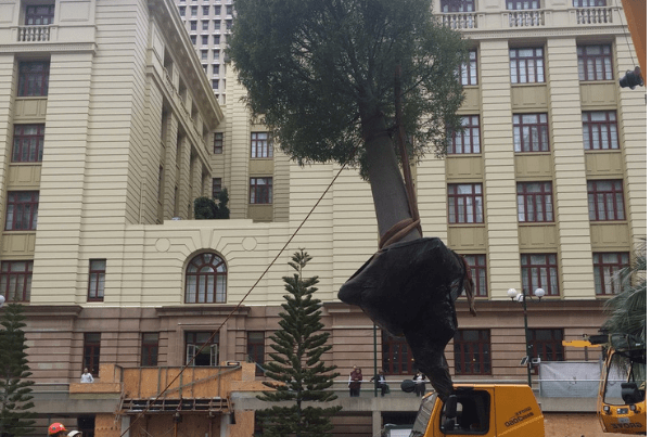 Transplanting Bottle Tree in Brisbane - Stage 2