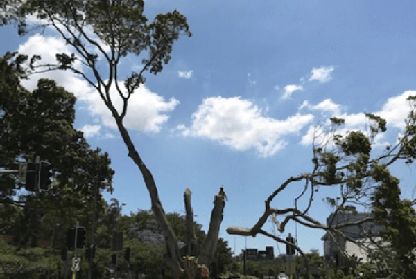 Normandy Fig Tree Removal - Half Way Through