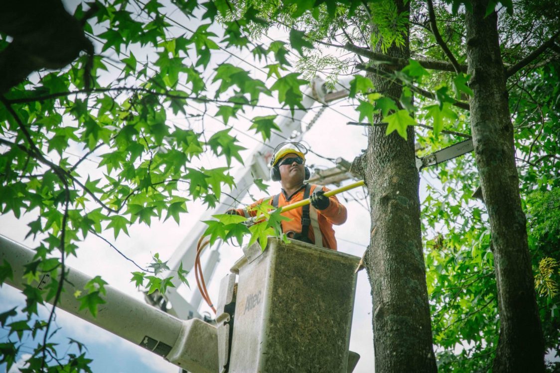 Powerline Clearing Treescape