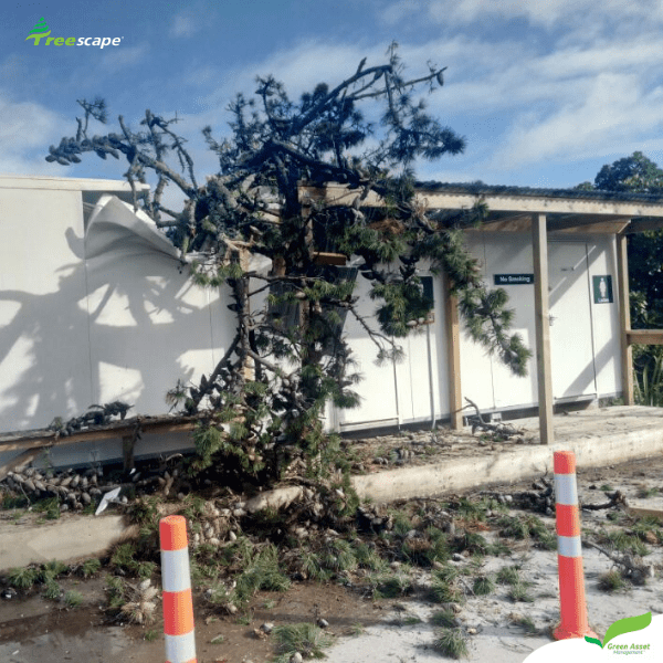 Crane Tree Removal