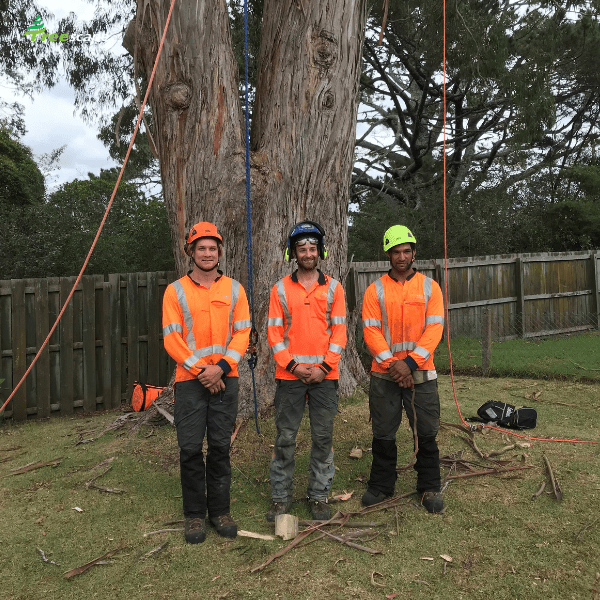 Arborists at Site