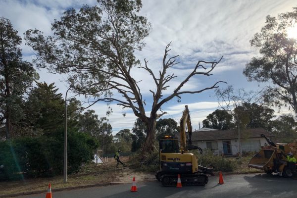 Canberra Conservation Project