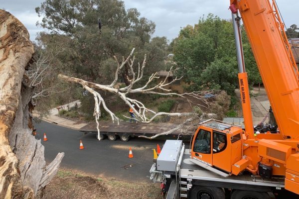 Canberra Conservation Project