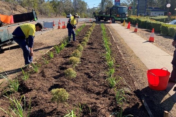 Planting Trees at Karaka Downs, Wacol