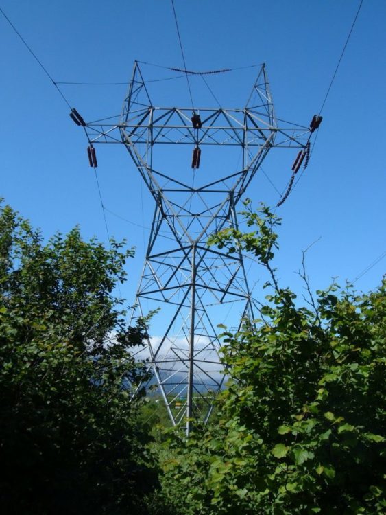 Trees next to powerlines