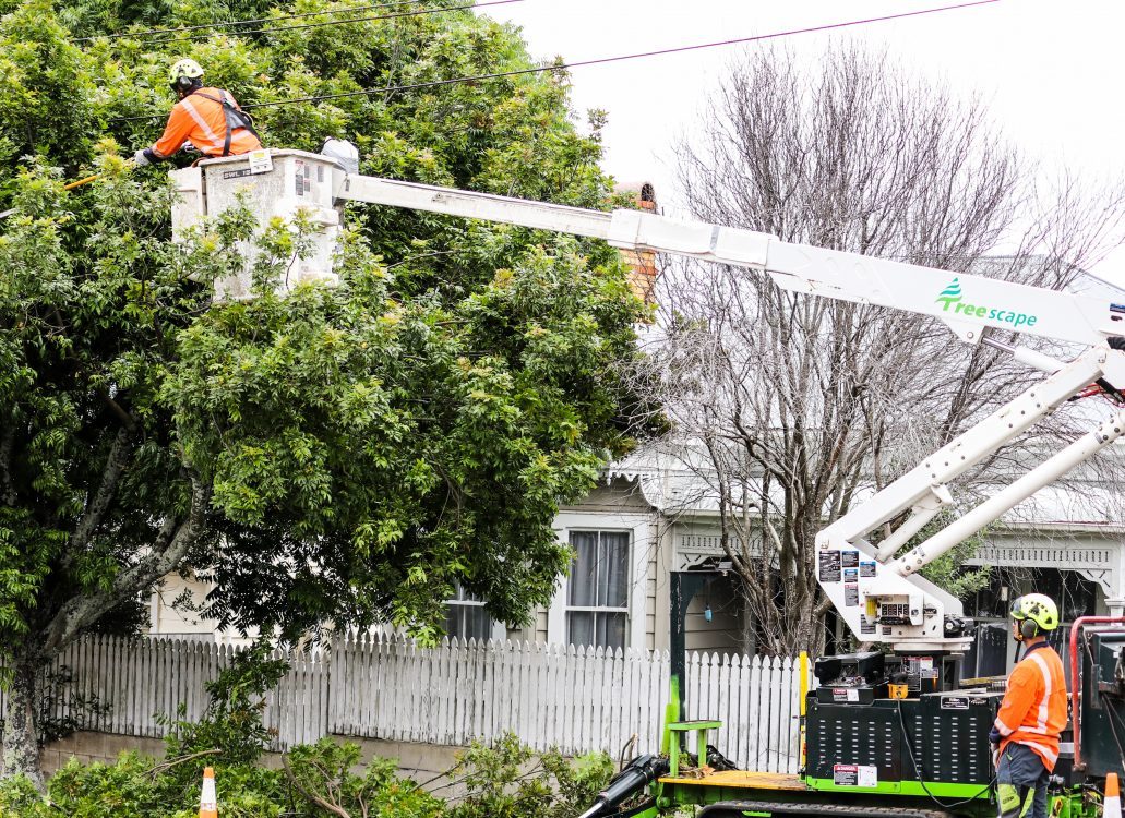 Utility Arborist at work