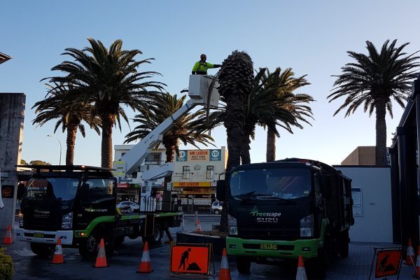 Palm Project -the Kingsway Cronulla (2)