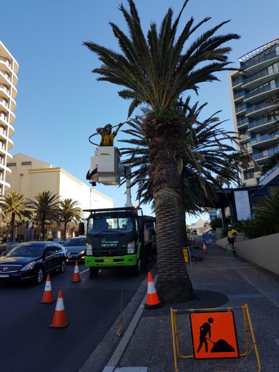 Palm Project  – the Kingsway, Cronulla