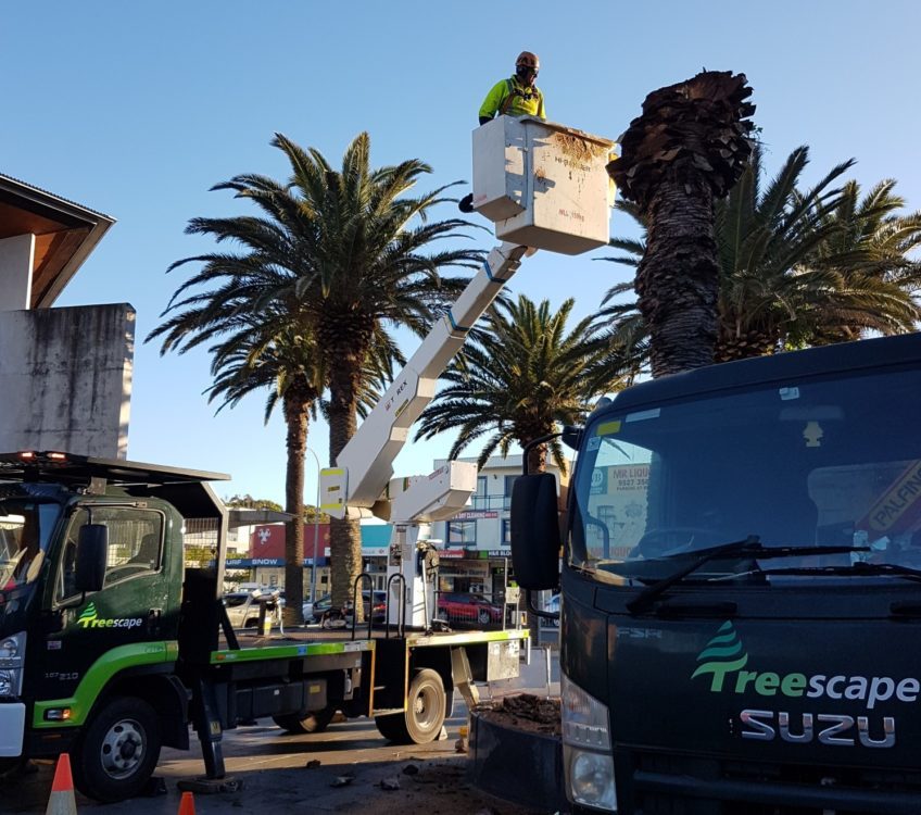Palm Pruning - the Kingsway, Cronulla