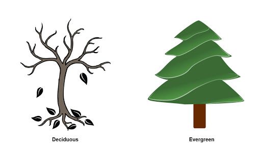 Deciduous vs evergreen tree
