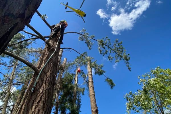 Pine removal helicopter