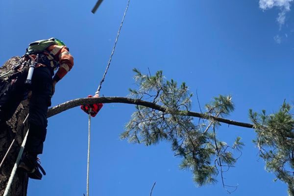 Pine removal helicopter