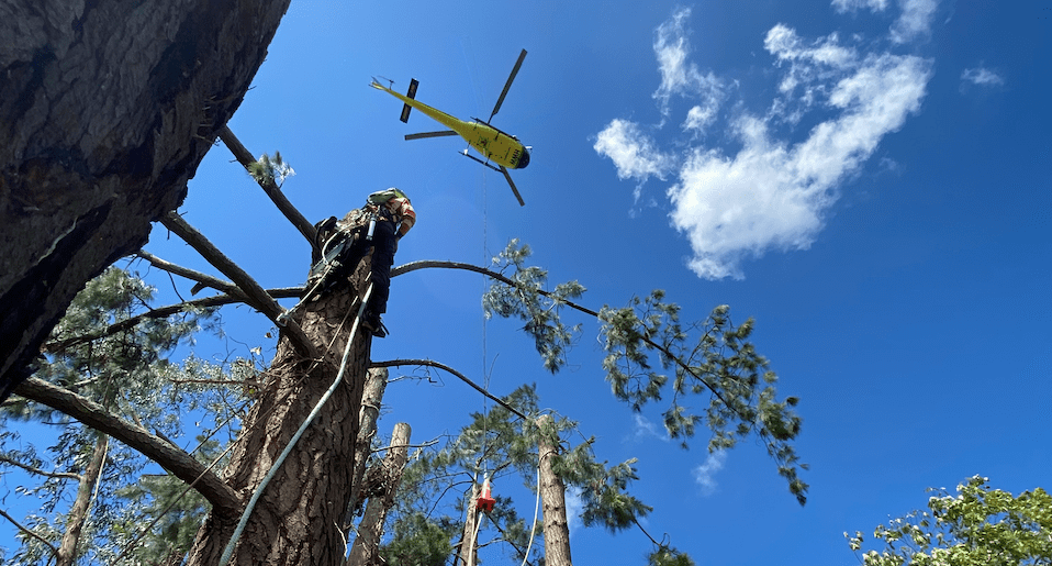 Pine Removal Helicopter