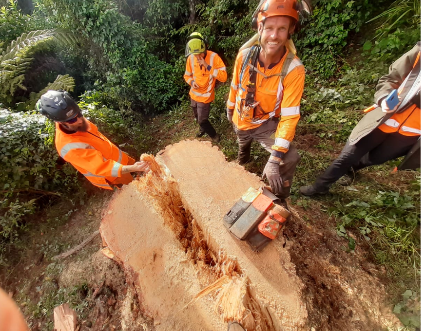 Western Springs Restoration Project - Pine Tree Removal
