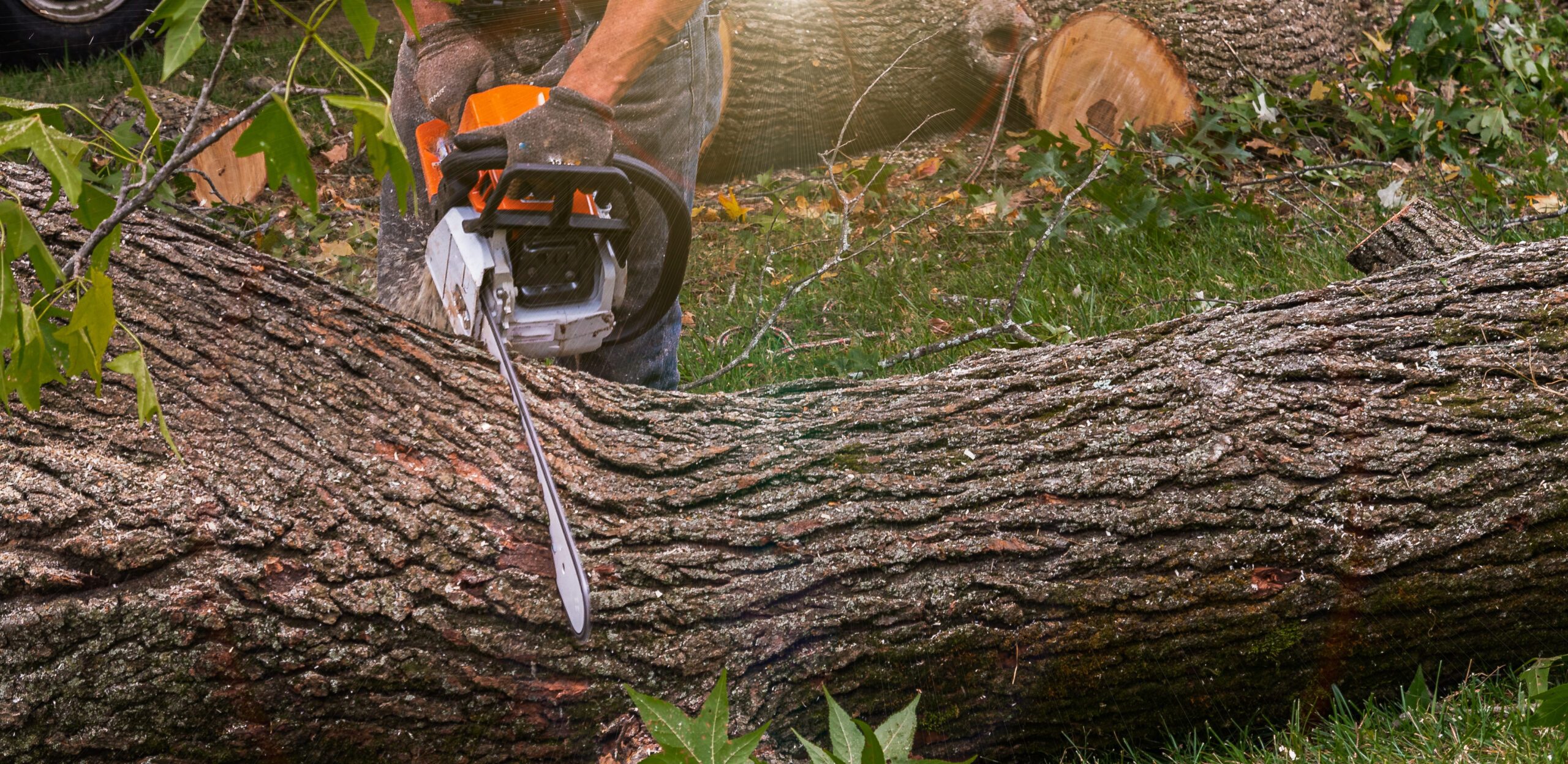Looking for tree removal or tree trimming in Wellington? Start here.