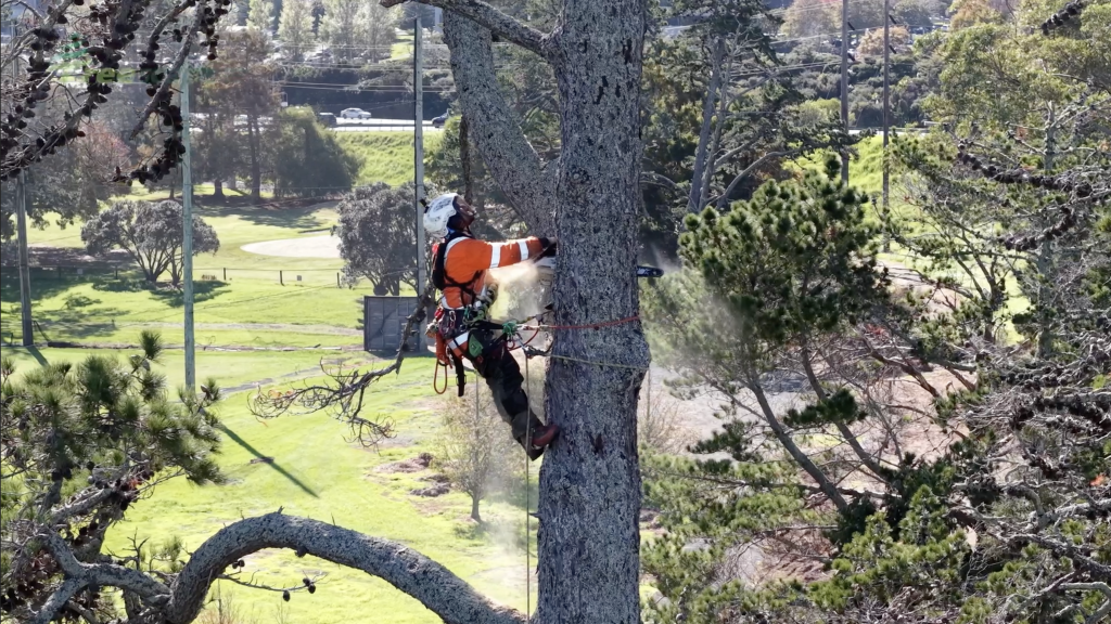 Takapuna Golf Club – Crane-Assisted Pine Tree Removal - Treescape